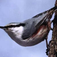 Каскадёр :: Людмила Смородинская Каскадёр :: Людмила Смородинская