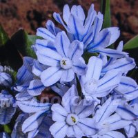 Во всей красе :: Людмила Смородинская