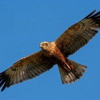 Лунь болотный (самец) :: Владислав Иопек