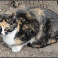 Случайная встреча :: Ольга Довженко