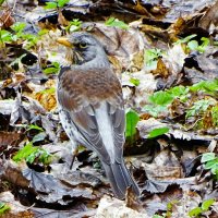 Дрозд - рябинник. :: Милешкин Владимир Алексеевич 