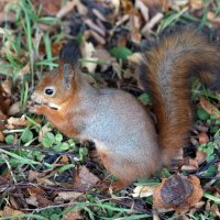 Царицыно 2 октября :: Михаил Бибичков