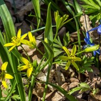 Весенние зарисовки ... :: Ravile 