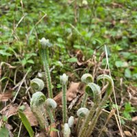 ОРЛЯК :: Tata Wolf