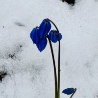 Клуб анонимных оптимистов )) :: Анна Камс