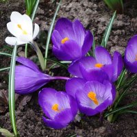 Крокусы :: Рита Симонова