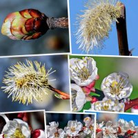 Весенний этюд :: Alexandеr P