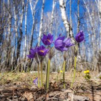 Весенний вернисаж :: Наталья Димова