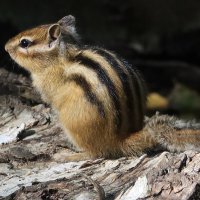 На солнышке :: Галина Козлова 