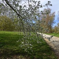 Апрельские зарисовки... :: Галина 