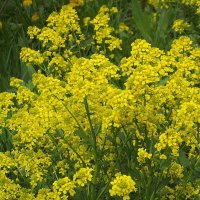 Цветы и травы :: Freddy 97