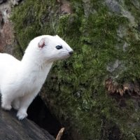 Ласка :: Владимир Безбородов