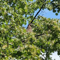 *** :: Leon Bergman *** :: Leon Bergman