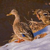 Барышня вышла погреться) Ухта, парк Кио, река Чибъю :: Николай Зиновьев Барышня вышла погреться) Ухта, парк Кио, река Чибъю :: Николай Зиновьев
