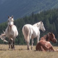 Непокоренная свобода :: Марина Фомина.