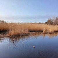 Утка, камыши и веточка вербы :-) :: Лия ☼