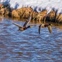 Селезни в полете. Ах, как трудно их поймать) Река Чибъю, Ухта, парк КиО :: Николай Зиновьев