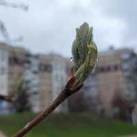 ,,, :: Сергей Тимоновский