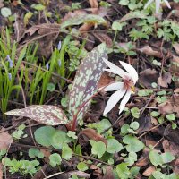 Цветок из Аптекарского огорода :: Мария К.