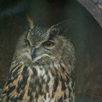 Филин :: Александр Леонов