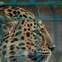 Леопард :: Александр Леонов