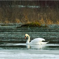 Весенний этюд :: Валентин Котляров