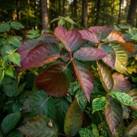 Ежевика :: Лилия 