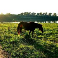 Летний вечер :: Валерий Судачок