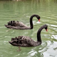 Гуси-лебеди: черная пара :: Pippa 