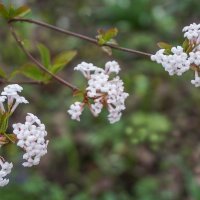 Калина Фаррера :: Ольга 