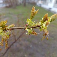 Примета апреля :: Андрей Лукьянов