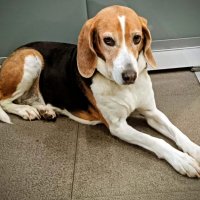 Песик :: Георгиевич 