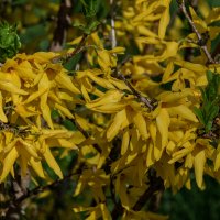 Форзиция :: Игорь Сикорский Форзиция :: Игорь Сикорский