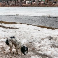 Неудачная охота на утку :: Роман Григорьев