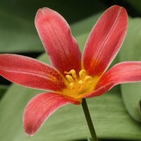 Тюльпан Кауфмана :: Мариша Тим