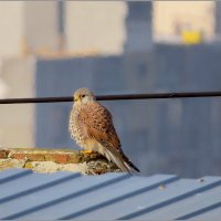 Кормилец греется :: Сеня Белгородский