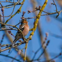 Любовная серенада. :: Sergey (Apg)