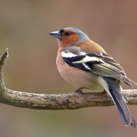 ... :: Вячеслав Минаев ... :: Вячеслав Минаев