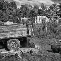 Сельская жизнь :: Владимир Гришин