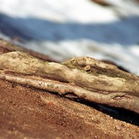 Каа :: Алексей Смирнов