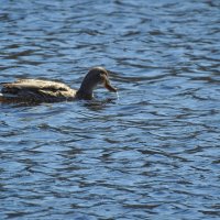 весенние зарисовки :: ИННА ПОРОХОВА