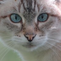 ...только посмотрю ... ( взгляд гипнотизёра ) :: Andrey Bragin 