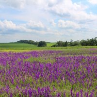 Весна. :: Александр. AVG100 ---