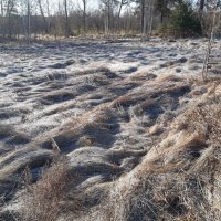 Весна идёт, весне дорогу... :: Галина Минчук