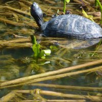 Черепашка :: Валентин Семчишин