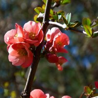 Японская  айва :: Валентин Семчишин