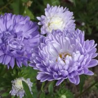 Астры :: Freddy 97