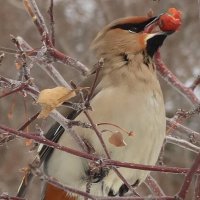 С ягодой :: Галина Козлова 