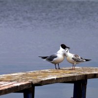 Подсмотрено на озере :: Мишель71 