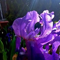 ....ирис... :: Георгий Никонов ....ирис... :: Георгий Никонов
